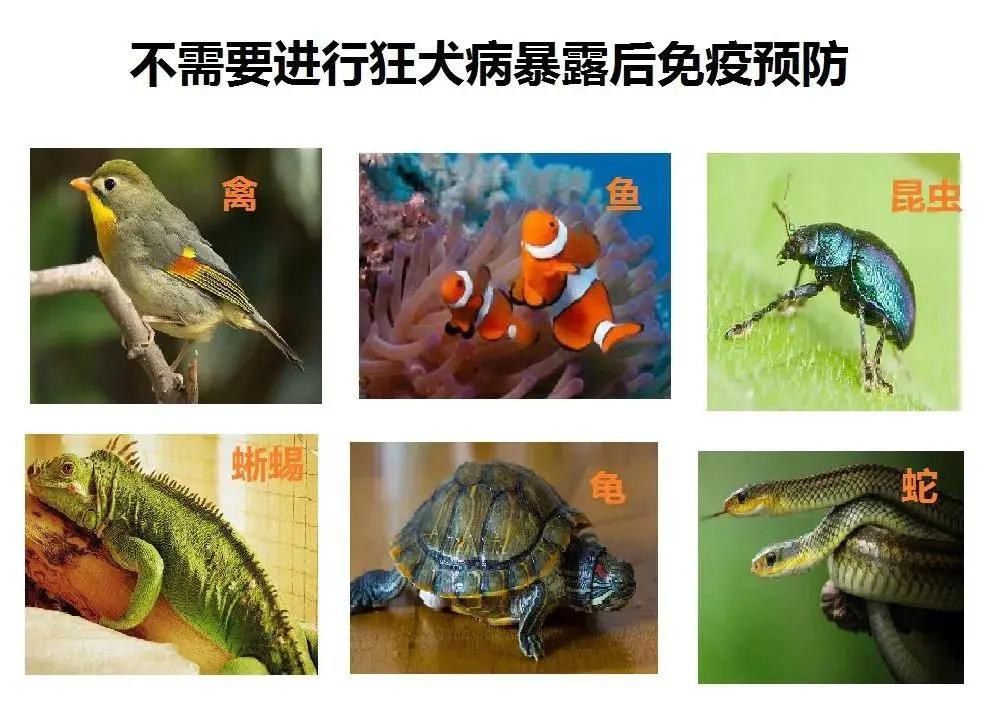 有没有因打狂犬疫苗死亡,因没打狂犬疫苗有死亡的吗