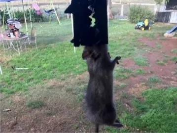 澳大利亚鼠灾事件视频,澳大利亚鼠灾真实事件