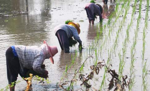 知青岁月回忆当年,知青记忆蹉跎岁月