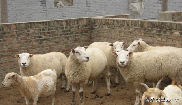 羊满嘴口疮怎么回事,羊口疮嘴里烂怎么治疗