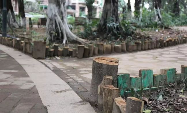 黄埔最近发生的新闻,黄埔区黄埔花园事件