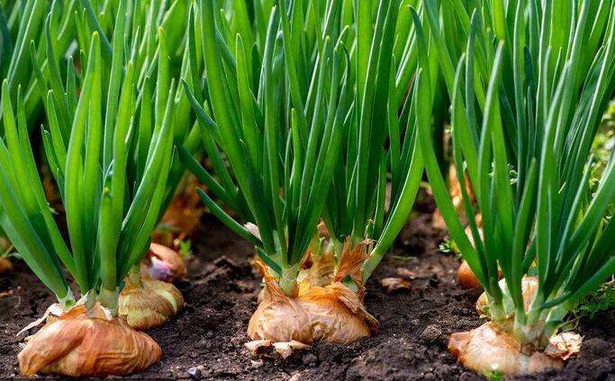 洋葱叶病虫害,洋葱苗黄叶死苗怎么治疗