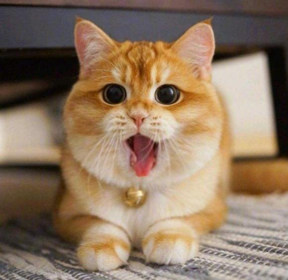 养什么猫可以带来好运,养什么猫会带来好运