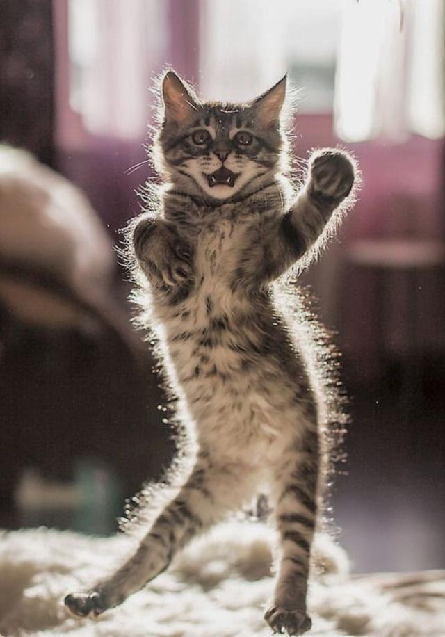 猫屁股臭腺,猫屁股很臭为什么