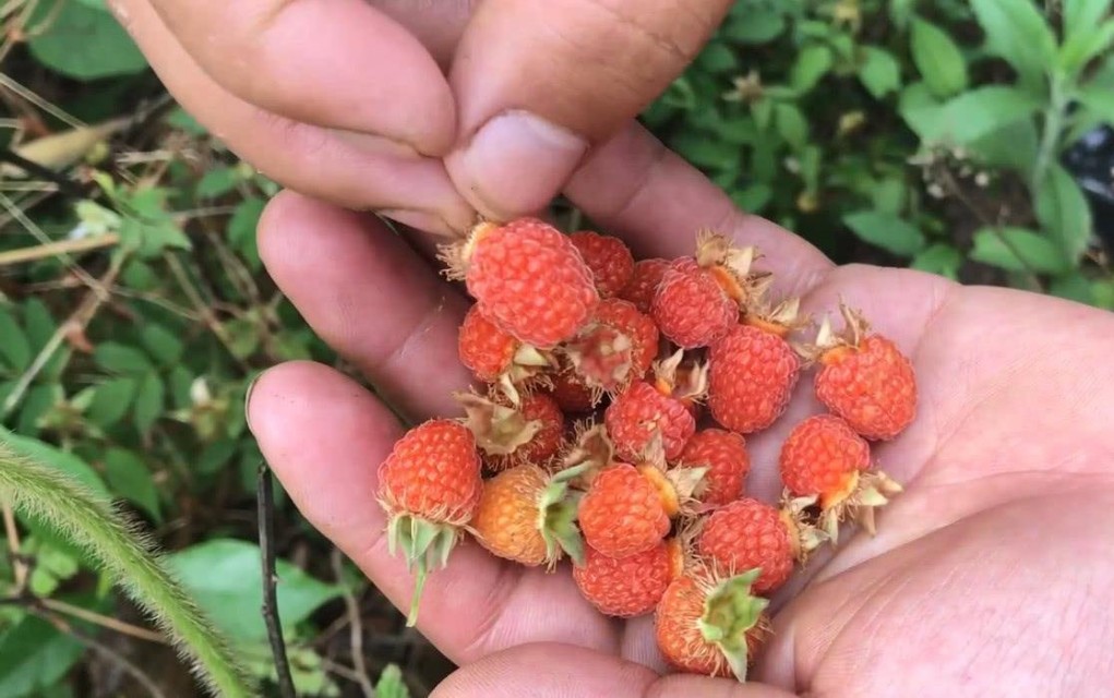 带你寻找记忆中的童年,我的童年既是怎样的又是怎样的