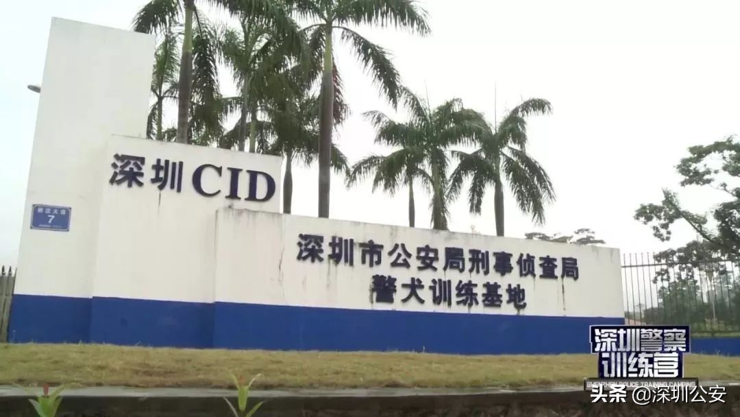 深圳警犬基地可以训犬么,深圳公安警察训练