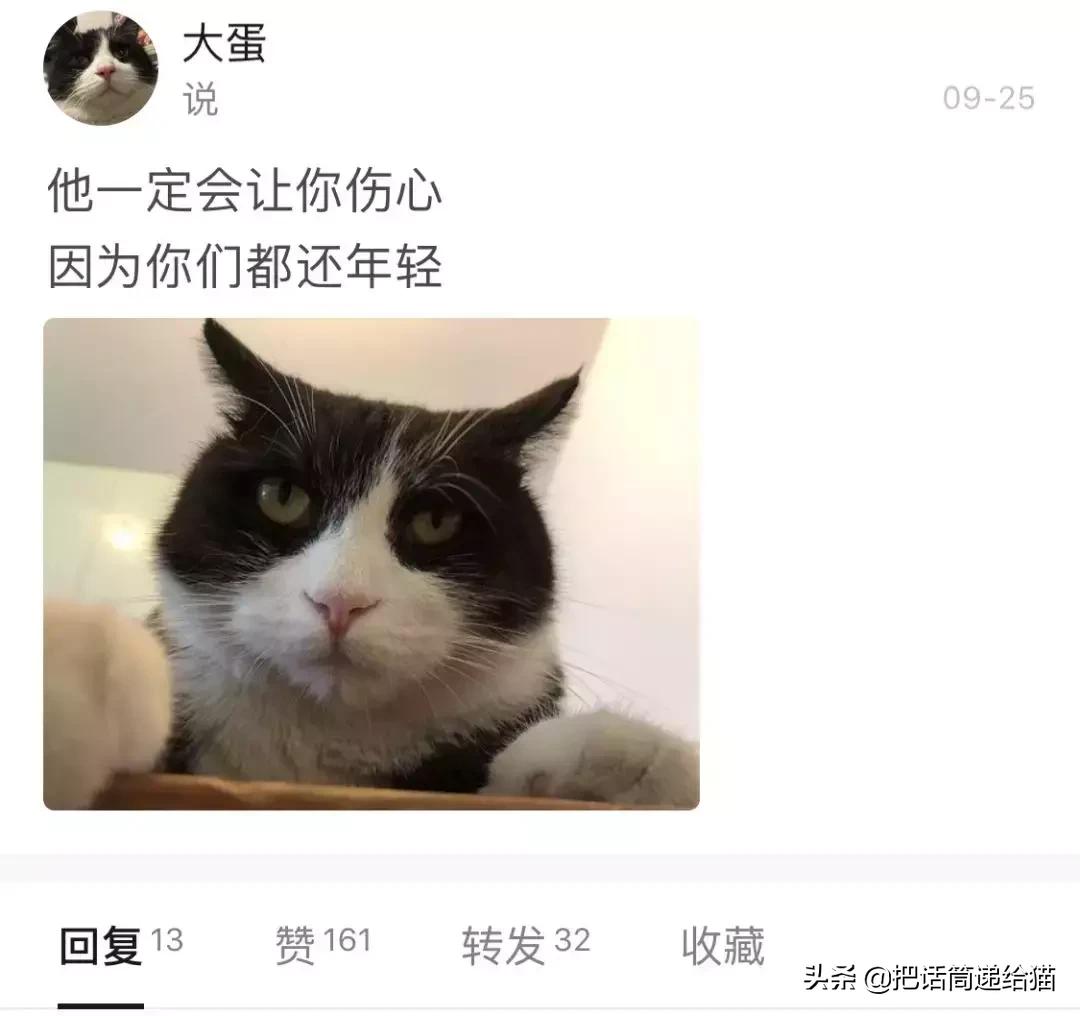 猫故事书籍,猫故事小说