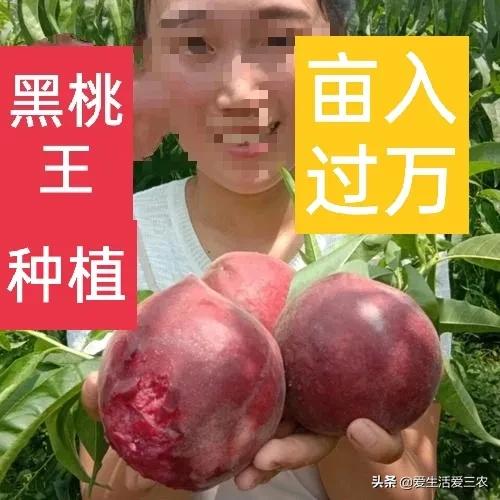 中华黑桃王种植技术,黑桃效益