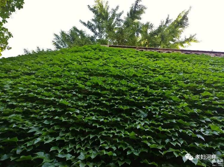 博山初夏风景图片,在博山公园藏着独特的宁静