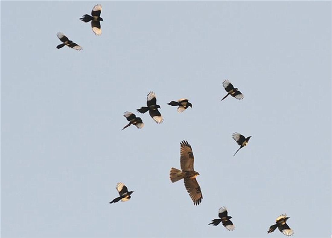 喜鹊吃麻雀幼鸟,喜鹊吃麻雀幼鸟吗