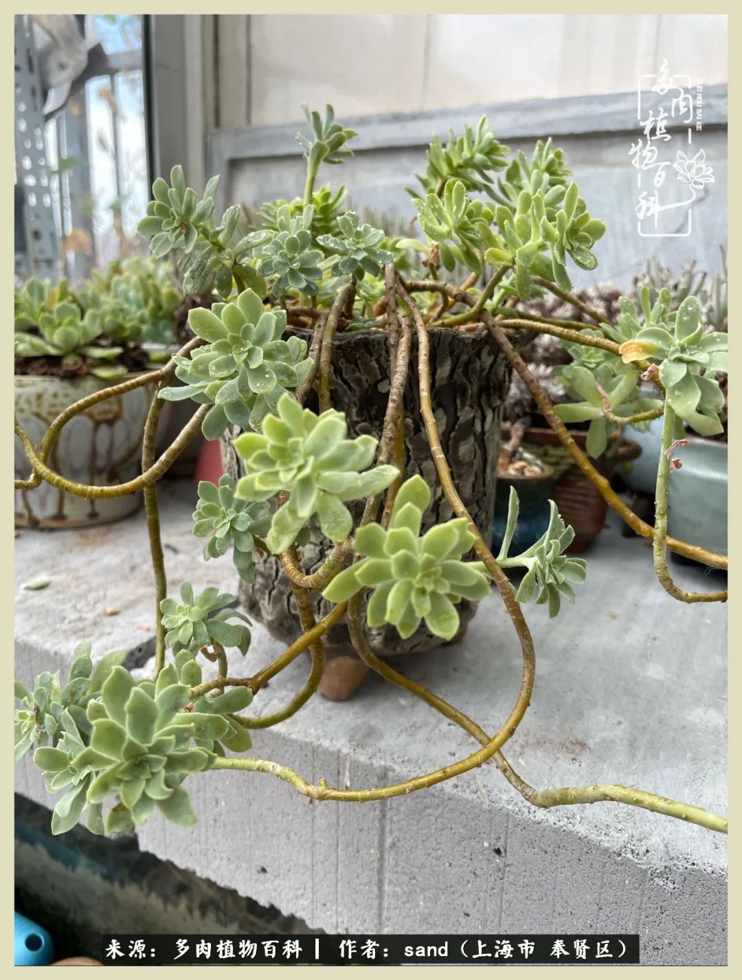 多肉垂落下去该怎么办,多肉在三伏天怎么度夏