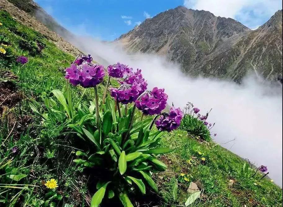 草甸报春花图片,高山草甸报春花图片
