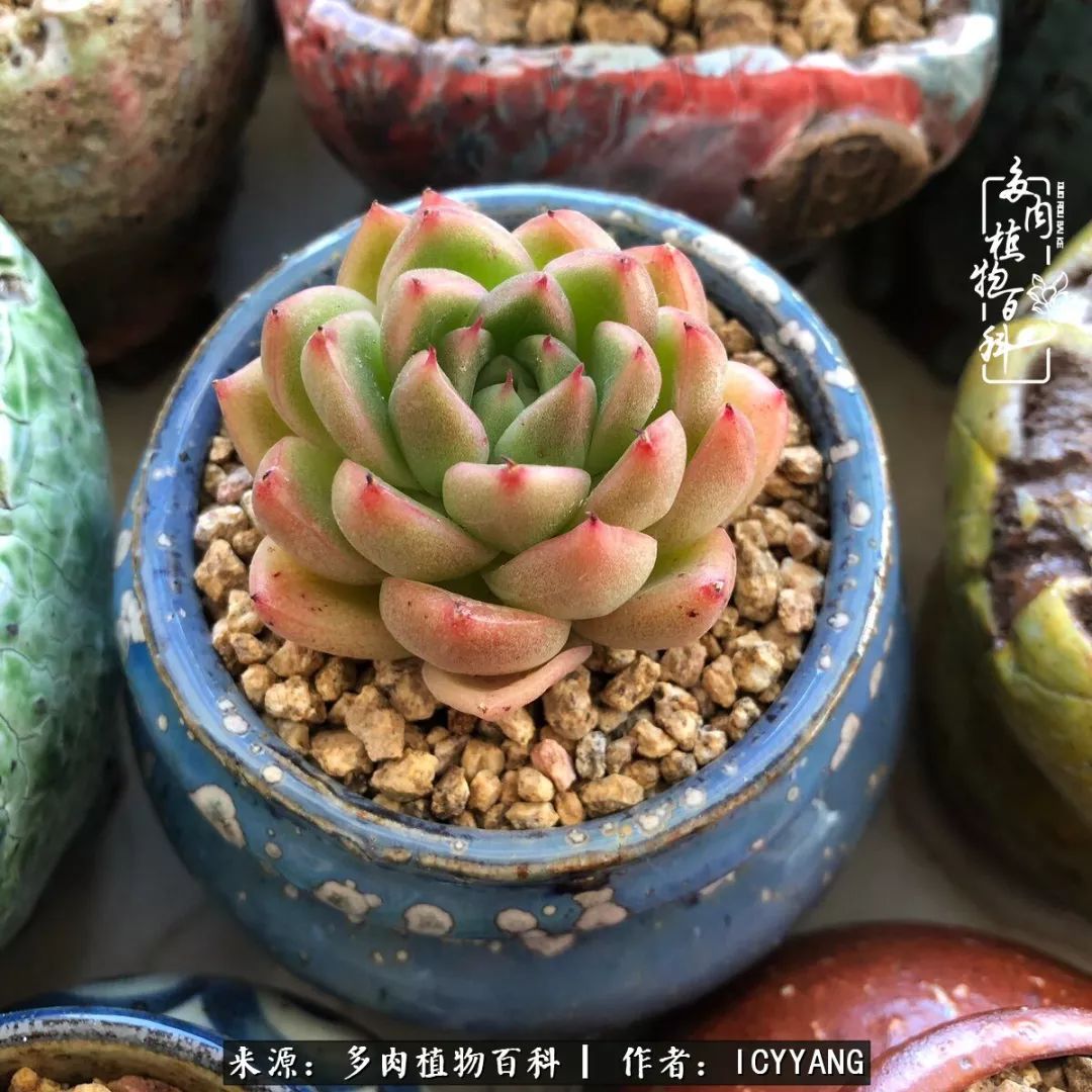 多肉隔着玻璃晒太阳效果好吗,隔着玻璃养的多肉照样长得好