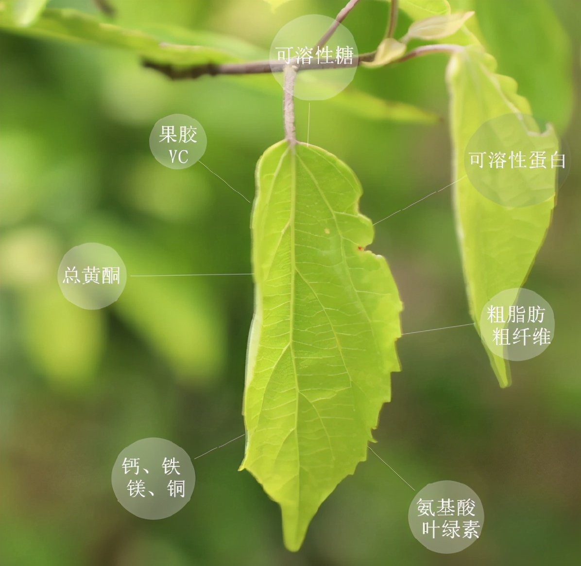 树叶也能做出来的凉粉果冻,用树叶做凉粉竟成了名小吃