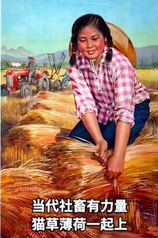 祺鑫养猫实录,穷人养猫实录