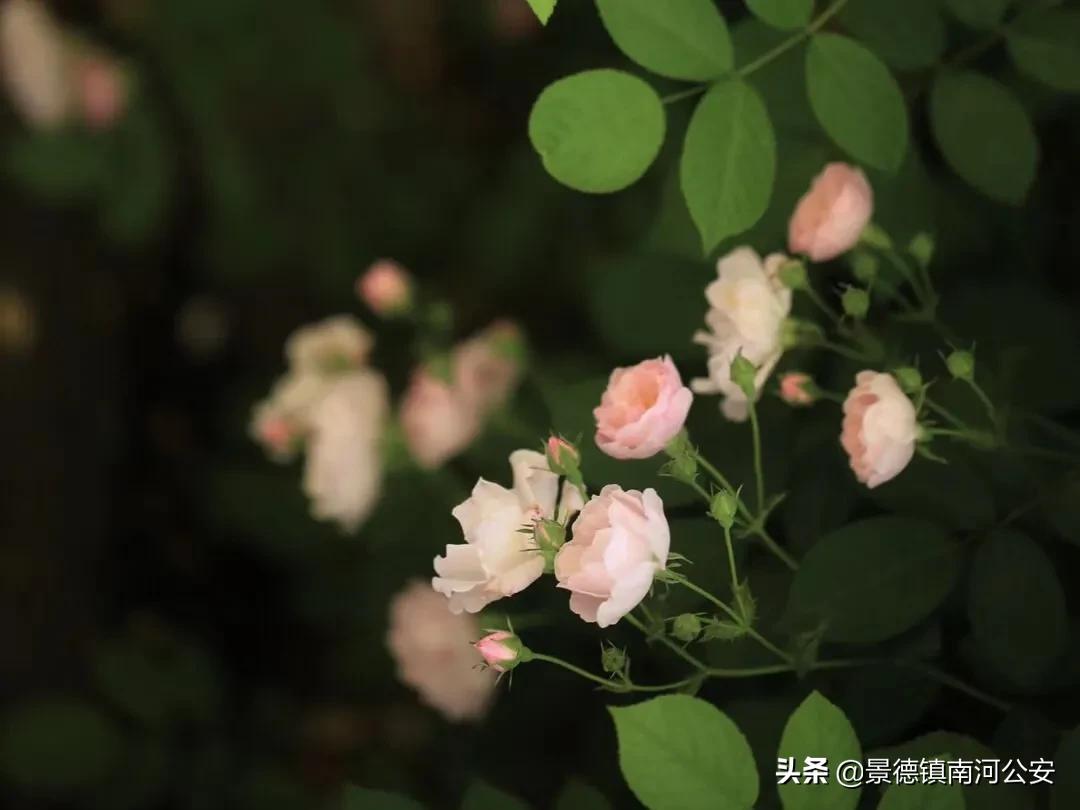 不觉夏已深故人相念否感言,忽觉夏已深诗句