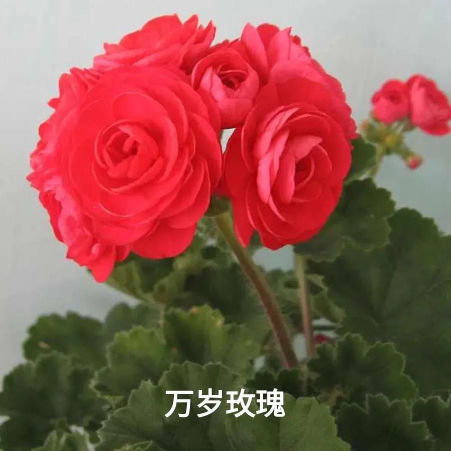 垂吊天竺葵哪些品种容易爆花,天竺葵羊宝和糖果双色哪个更爆花