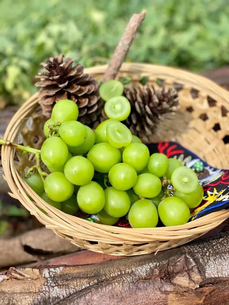 测评葡萄中的爱马仕阳光玫瑰,阳光玫瑰爱马仕