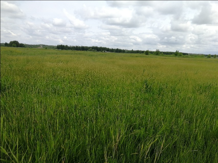 内蒙古通辽市扎鲁特旗大草原,通辽市阿古拉湿地公园