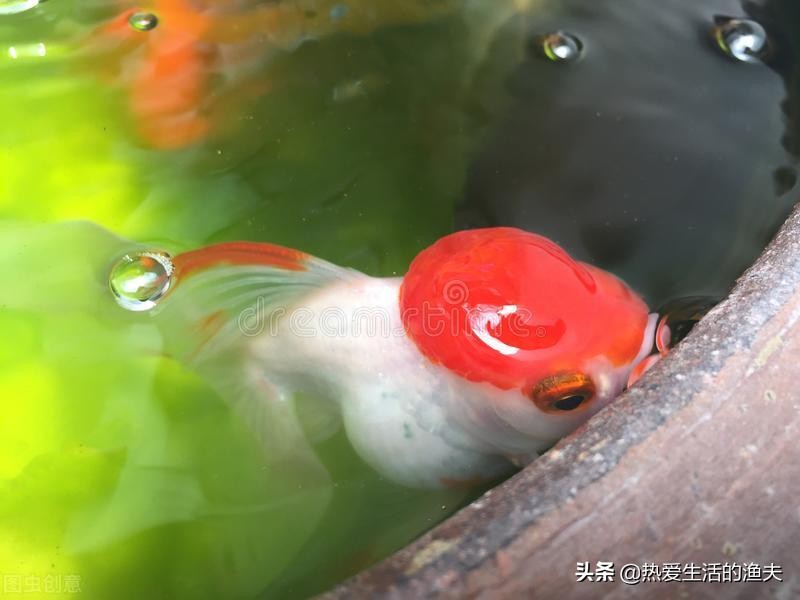 母金鱼产卵前有什么征兆,金鱼产卵在鱼缸怎么孵化