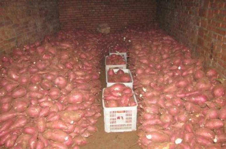 如何建贮藏红薯大窖,红薯烂窖怎么处理