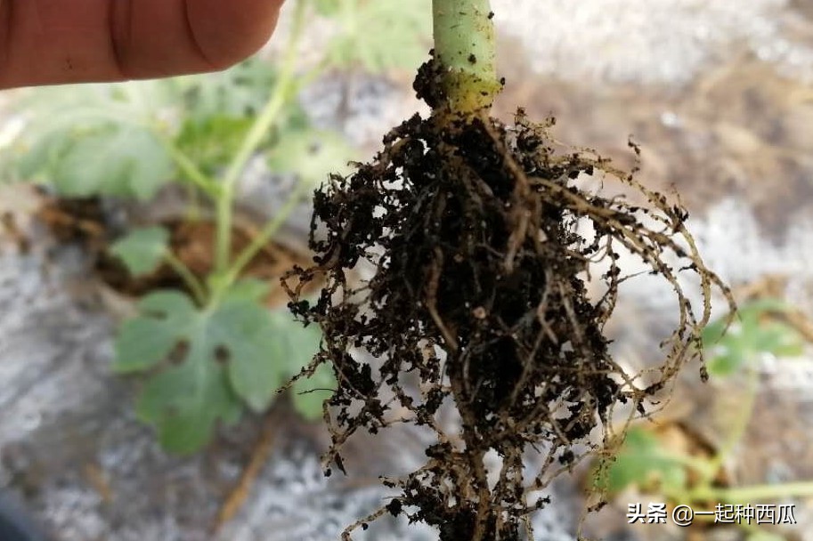 西瓜僵苗可以用赤霉酸吗,阳台西瓜苗僵苗解决办法