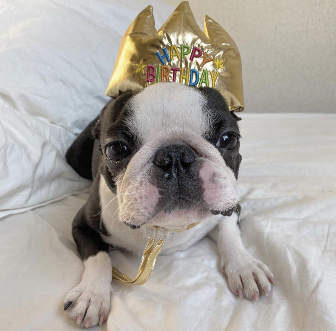 萌犬犬种,萌犬二十种名称