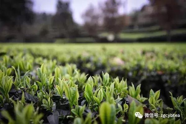 年年春茶你都在追，却从未真正喝懂绿茶？看完这个你就懂了！