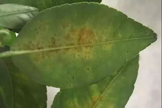 柑橘脂点黄斑病会使果实开裂吗,柑橘脂点黄斑病打什么农药