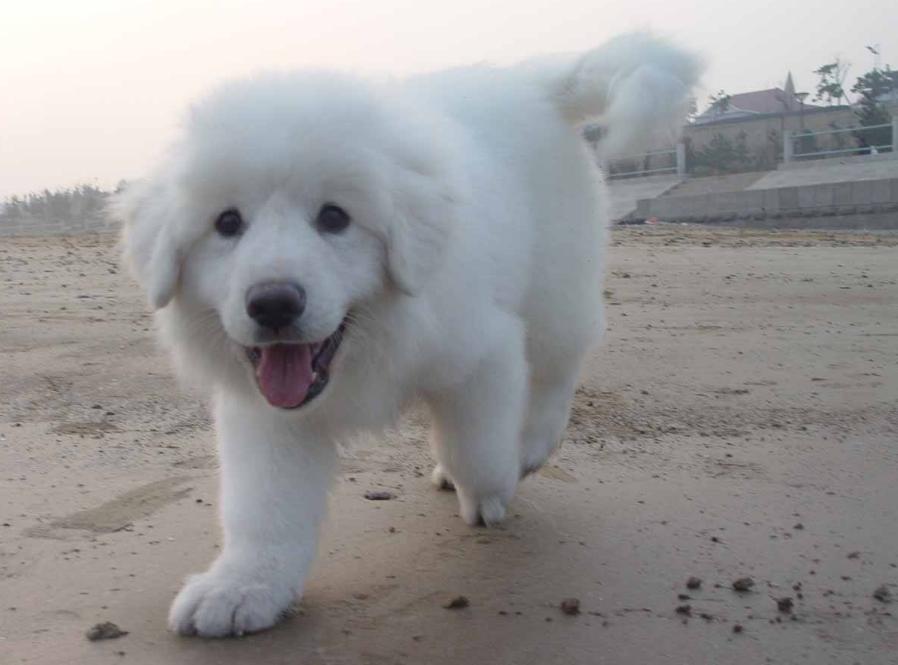 十种最好养的狗狗优缺点,外表凶猛内在温柔的狗狗