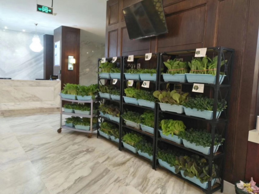 盆栽蔬菜在超市卖,太原阳台盆栽蔬菜哪里有卖