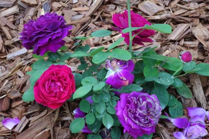 红红火火月季花图片,月季花红色有哪些品种好看