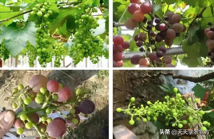 葡萄的花期管理技巧,葡萄花期打什么能高产