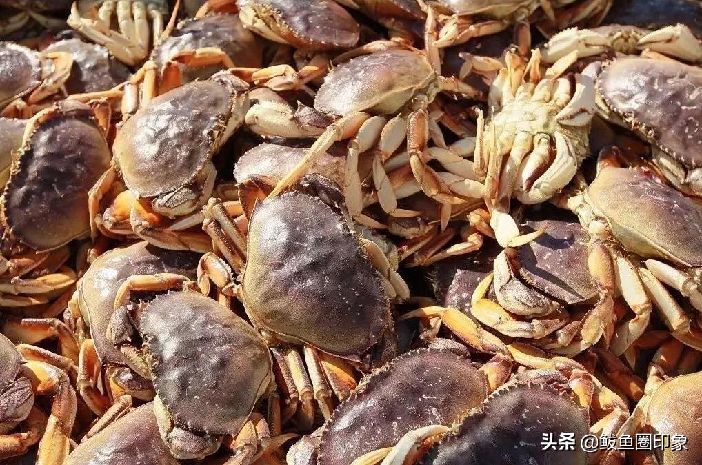 海鲜市场里的秘密：面包蟹其实价格很便宜