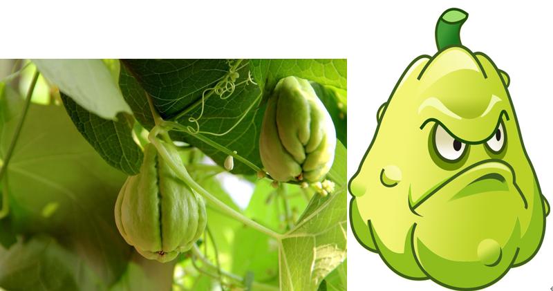 哪些植物可以打败满屏的普通僵尸,哪些植物秒杀小型僵尸