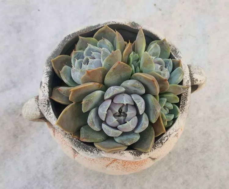 一花一叶一世界多肉,一花一世界多肉之美