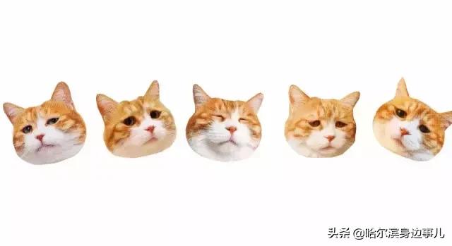 哈尔滨蛋糕店哪家好吃,哈尔滨最好吃的黑森林蛋糕店