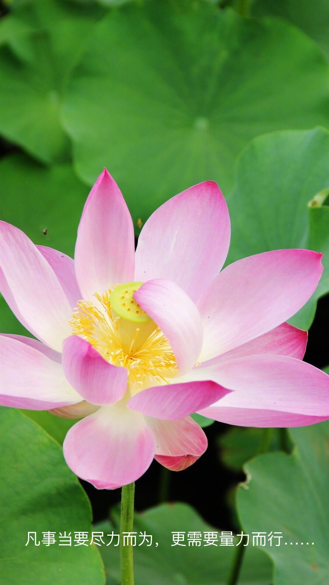 心中的神明,心中的神明作文