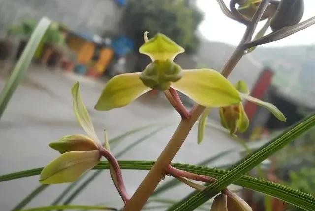 长寿梅蕙兰怎么种植,蕙兰老八种兰花哪一种最好