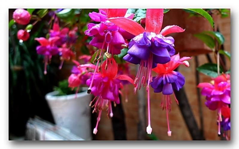 能像瀑布一样垂下来的植物,叶子垂下来的植物