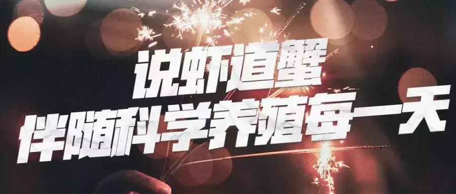 轮叶黑藻养殖小龙虾技术管理,小龙虾塘没有伊乐藻还能养吗