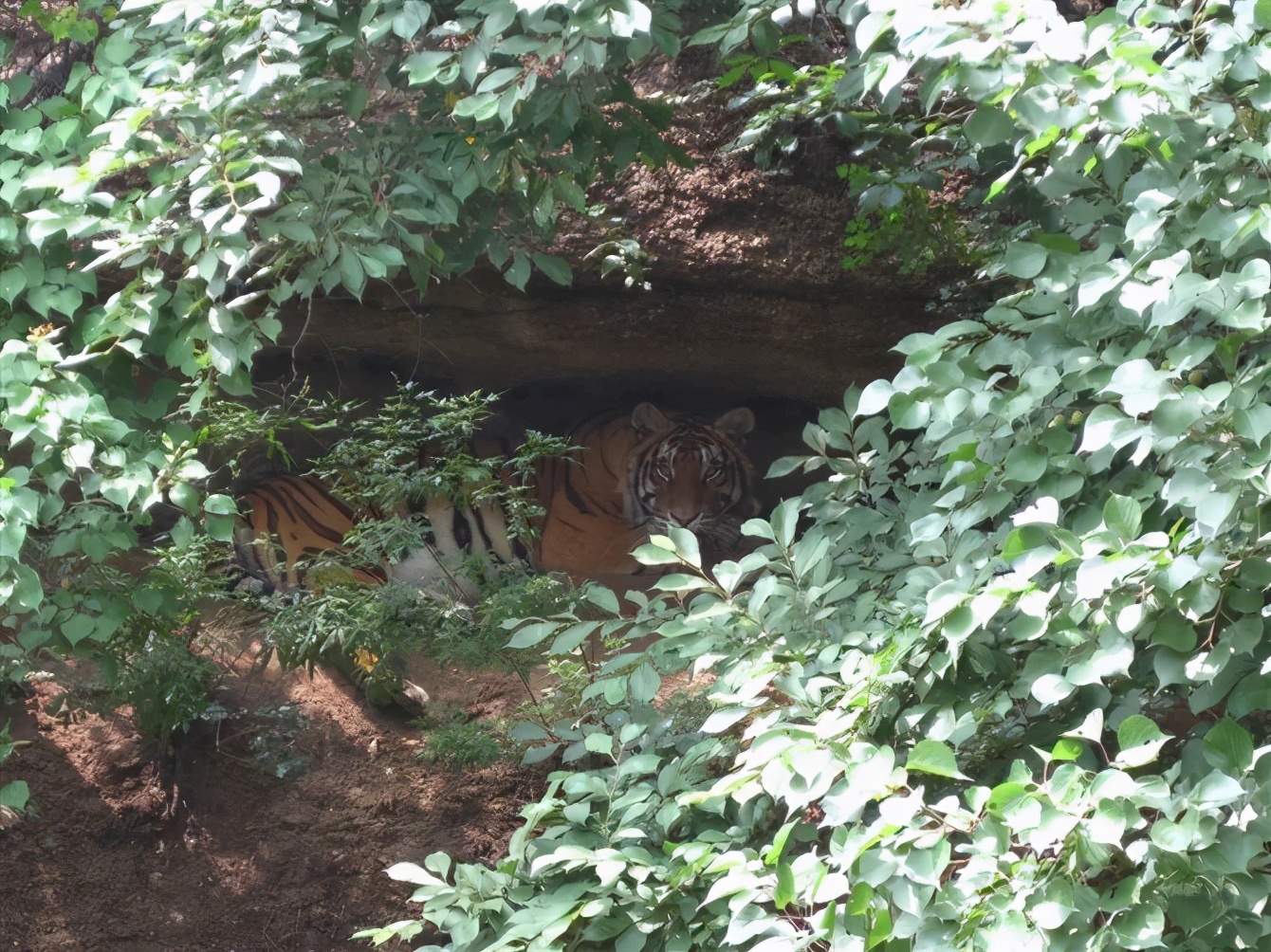 八达岭动物园观看老虎,八达岭动物园游玩