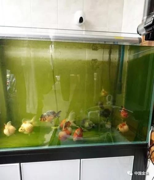 原来这么好用的养鱼装备,制作懒人养鱼必备神器