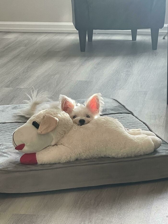 很多狗在一起合照,狗狗和小动物合影