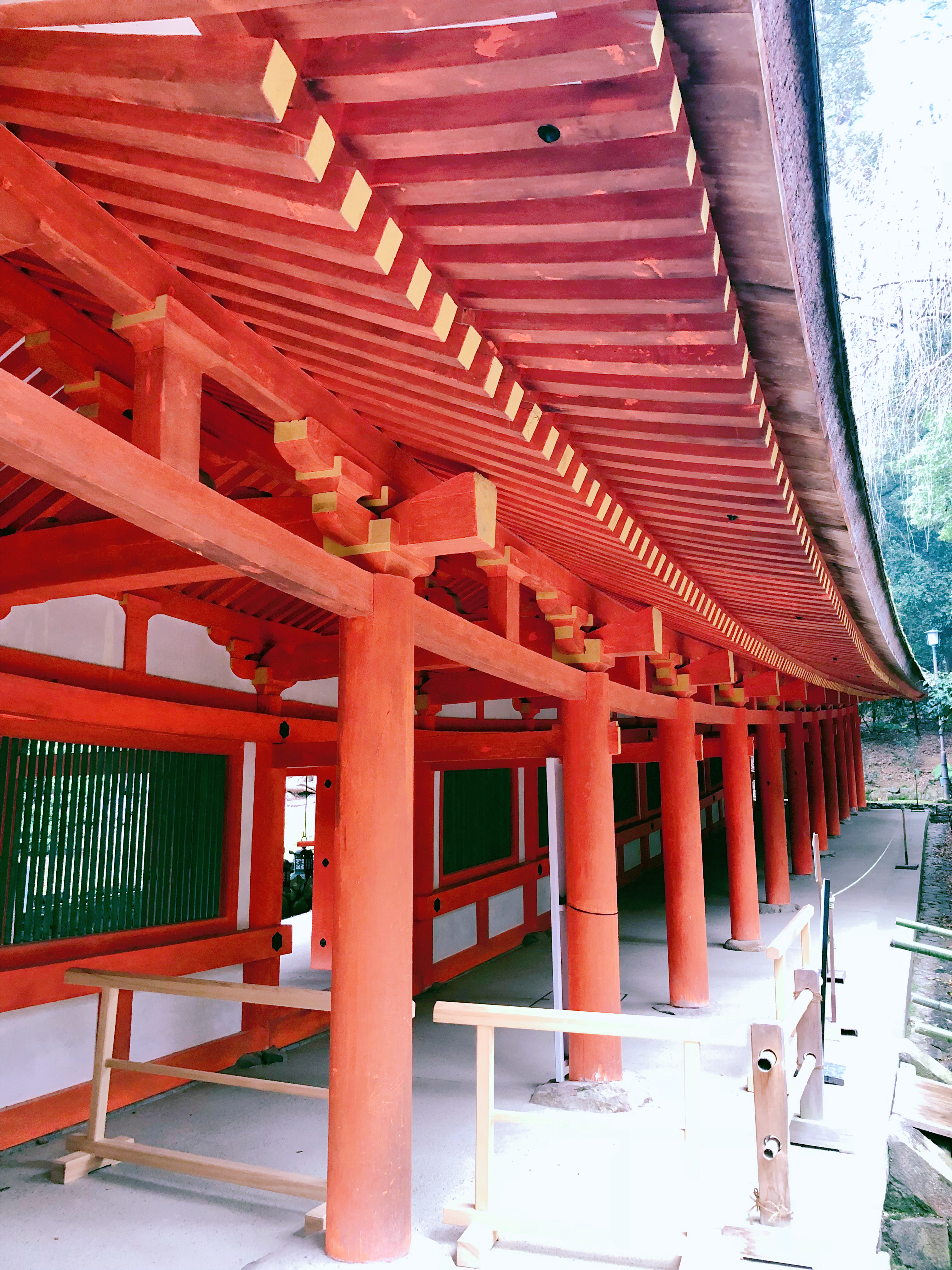 奈良公园小神鹿,日本奈良公园遇见“神鹿”