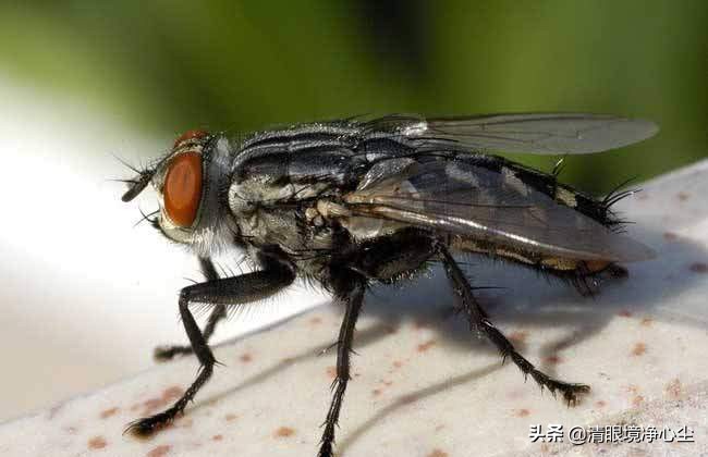 十大常见昆虫农村常见的20种昆虫,10种在家里可以找到的可怕昆虫