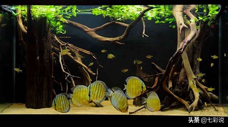 鱼缸过滤侧滤底滤哪种好,底滤鱼缸背滤