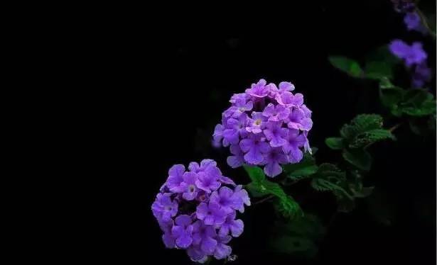 粉色和紫色的植物有哪些,紫色的植物有哪些品种