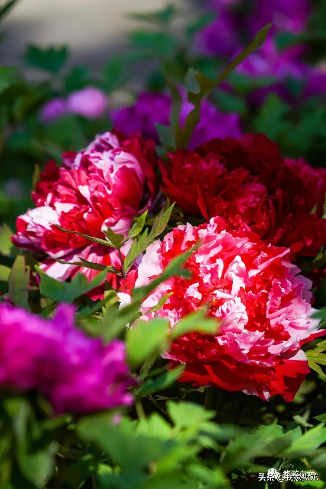 100张照片一百种幸福,100张图片带你去云南