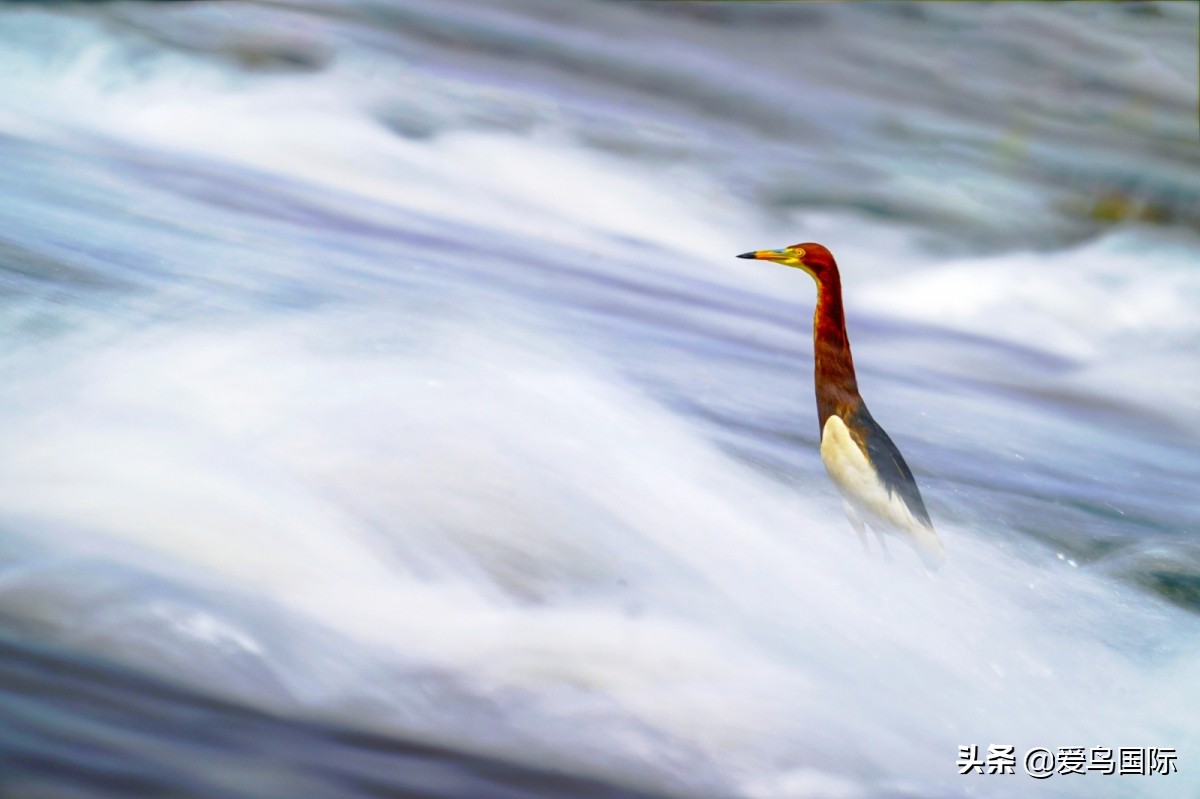 2020观鸟,观鸟大年影片